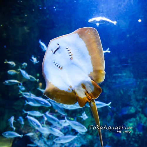 Photo post from toba_aquarium.official.