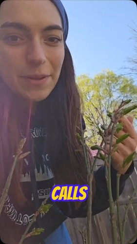 Video post from ncsypulse.