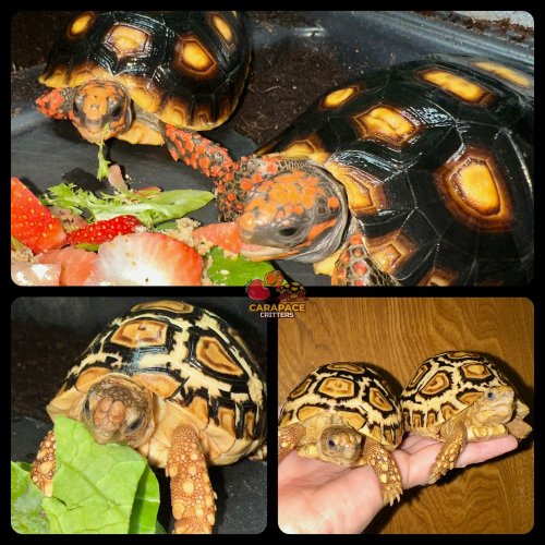 Photo post from carapacecritters.