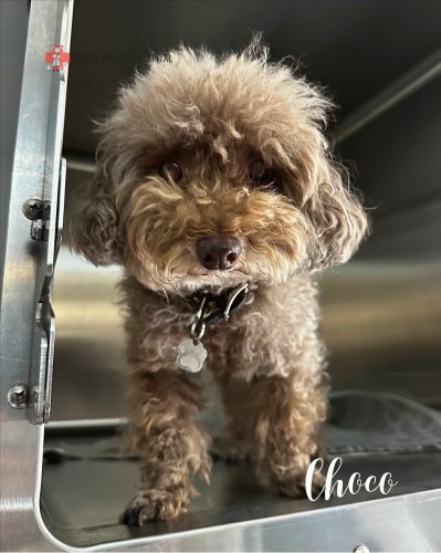 Photo post from familyanimalhospitalcm.