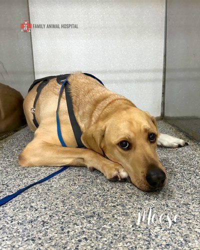 Photo post from familyanimalhospitalcm.