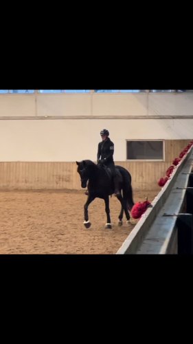 Video post from michellekolding.