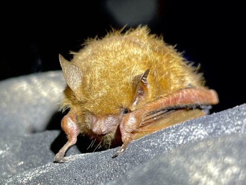 Photo post from dutchesslandconservancy.