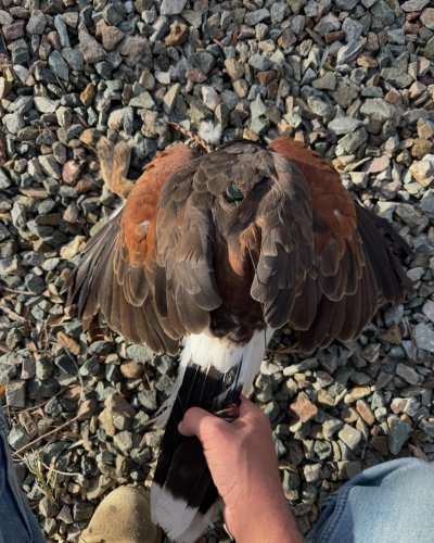 Photo post from desertkingsfalconry.
