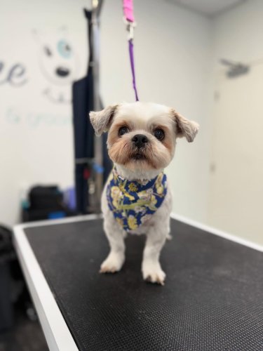 Carousel post from k9playtimedoggydaycare.