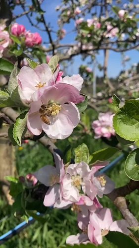 Video post from finnriver.