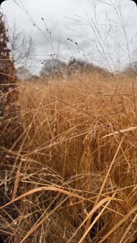 Video post from sussexprairies.