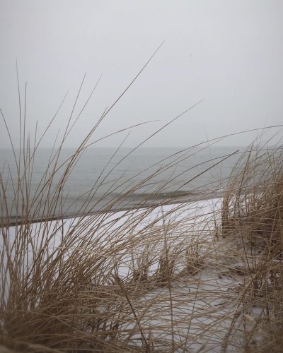 Carousel post from ferns.hollow.