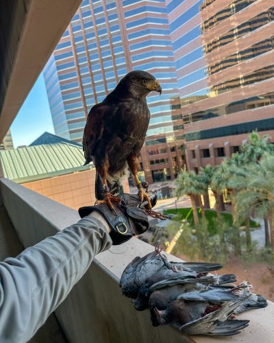 Photo post from desertkingsfalconry.