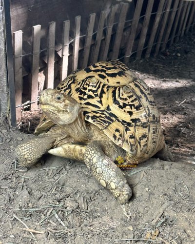 Carousel post from carapacecritters.