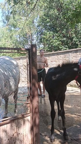 Video post from sremskatelevizija.