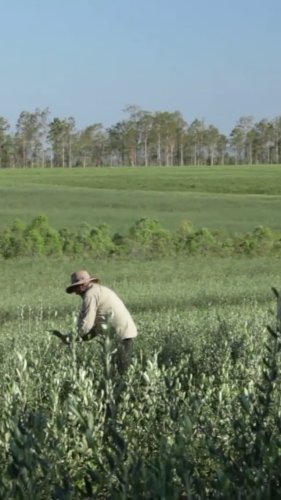 Video post from comvita_nz.