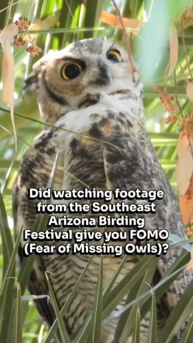 Video post from visittucson.