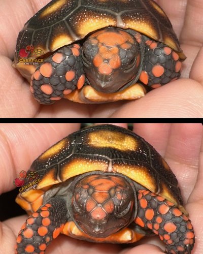 Photo post from carapacecritters.