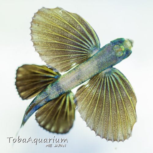 鳥羽水族館 ウォールポケットTOBA AQUARIUM Amazon.co.jp: カプくじ 鳥羽水族館 ラッコ メイ ウォール