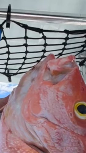 Video post from ejs_fishing_charters.