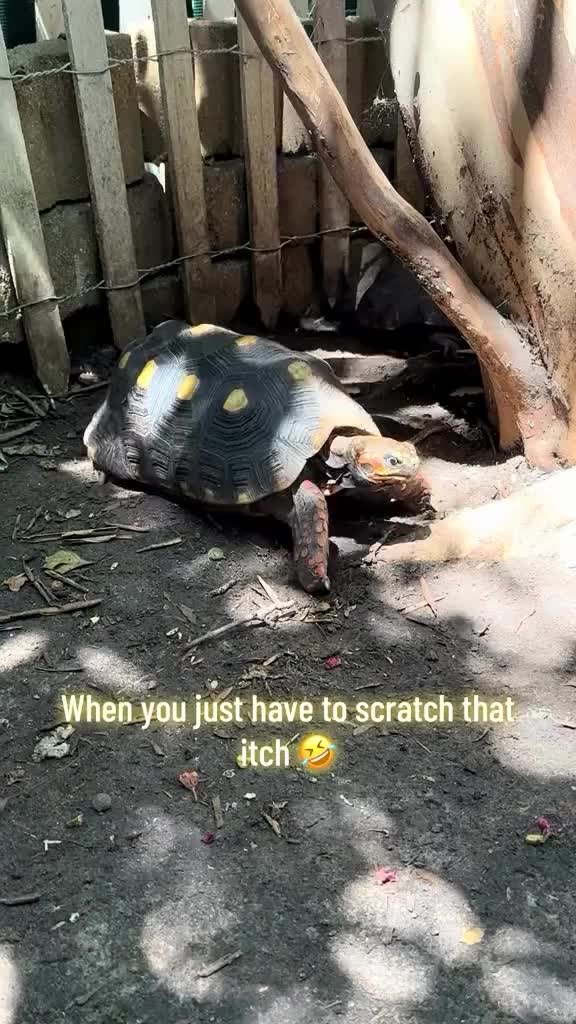 Video post from carapacecritters.