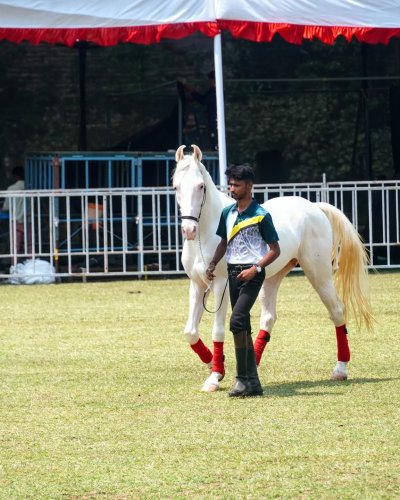 Photo post from gandhar.equestrian.