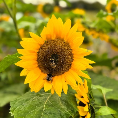 Photo post from toast_flyford.