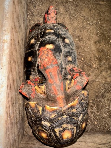 Photo post from carapacecritters.