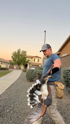 Video post from desertkingsfalconry.