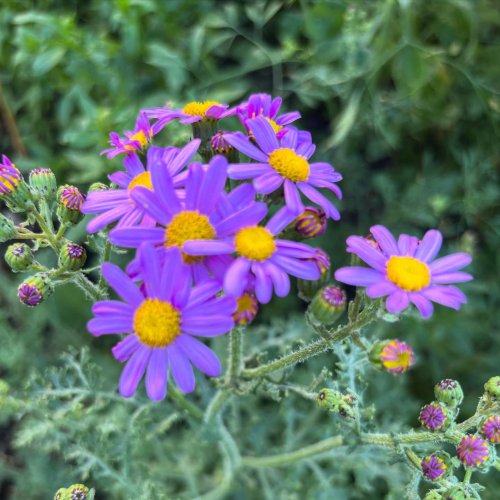 Photo post from gardenhousebrighton.