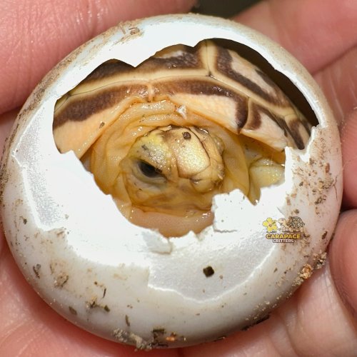 Photo post from carapacecritters.