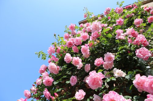 Photo post from kamenoihotel_setouchihikari.