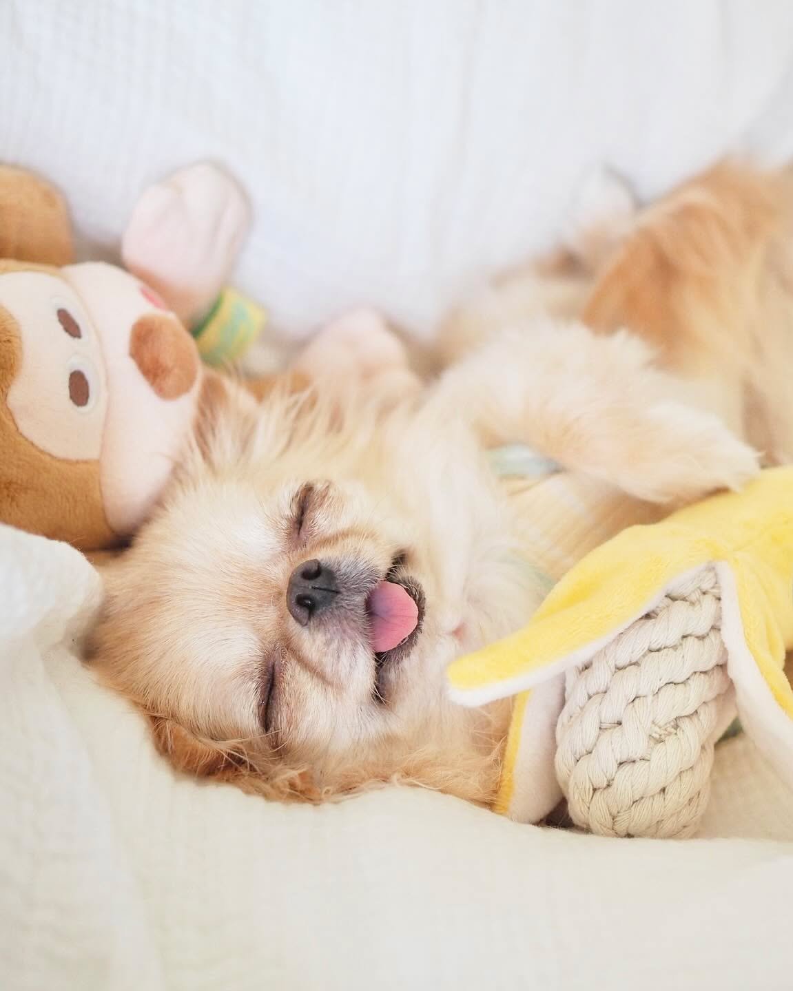 Doggy Box おもちゃ 10種 Doggy Box おもちゃ 10種 中型犬用 Box – Doggy Box