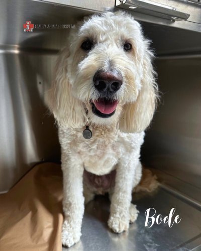 Carousel post from familyanimalhospitalcm.