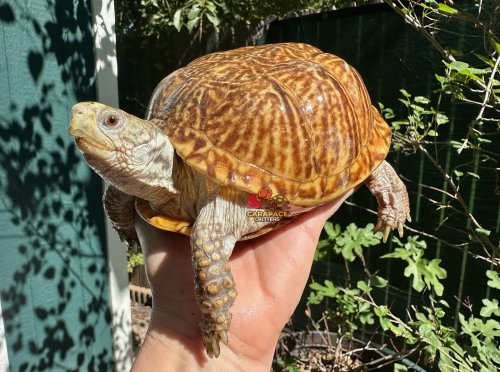 Carousel post from carapacecritters.