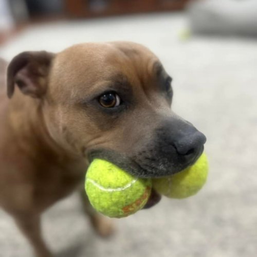Photo post from gundogestate.