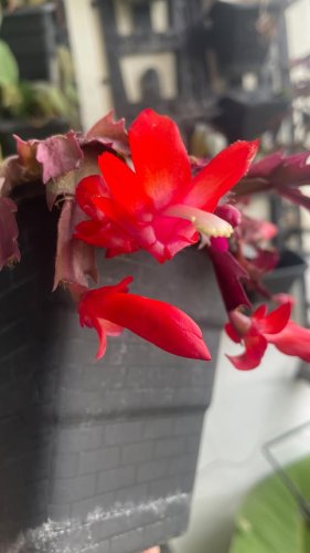 Video post from purkinje_crazyforplants.