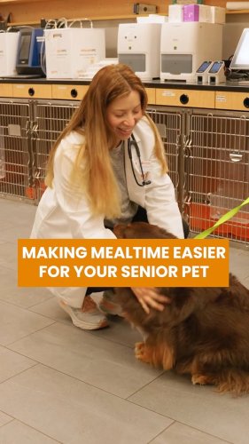 Video post from banfieldpethospital.