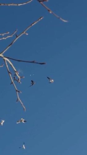 Video post from northernskiesoutfitters.