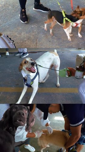 Video post from ananindeuapma.