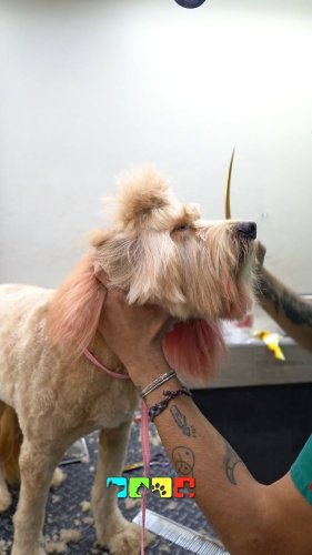 Video post from medicalpettj.