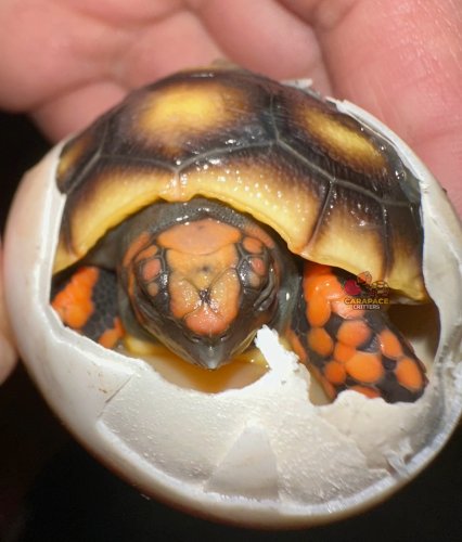 Photo post from carapacecritters.