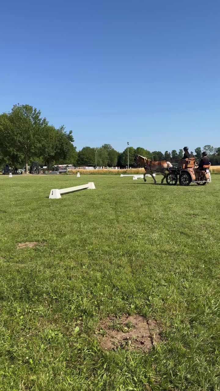 Video post from haflingerfahrsport.