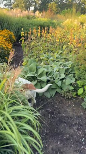 Video post from sussexprairies.