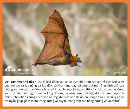 Carousel post from foranimalsvietnam.