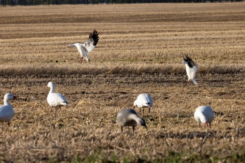 Carousel post from northernskiesoutfitters.