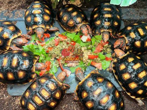 Photo post from carapacecritters.