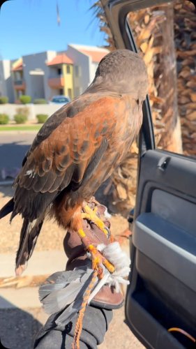 Video post from desertkingsfalconry.
