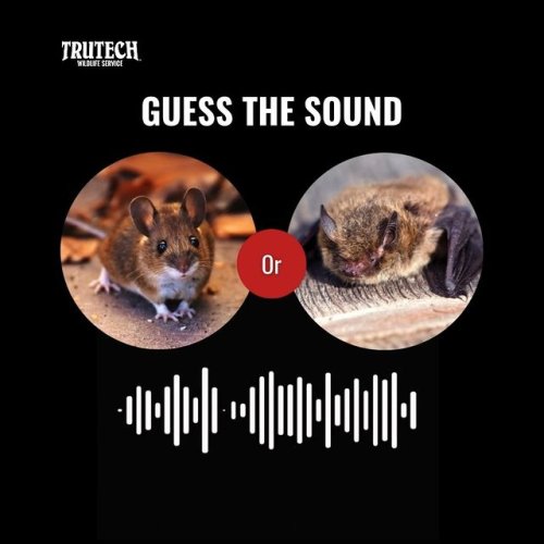 Video post from trutechwildlife.
