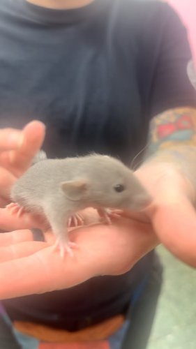 Video post from njexoticpets.
