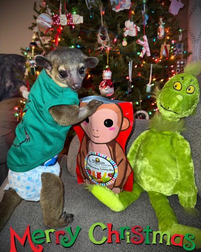 Photo post from njexoticpets.