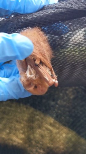 Video post from swvawildlife.