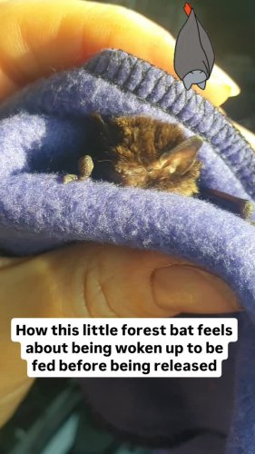Video post from bat_dog_chicken.