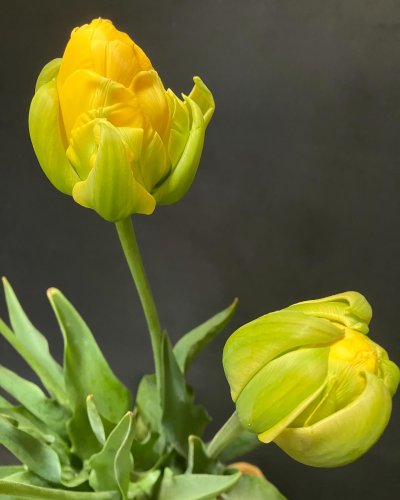 Carousel post from dellemannbloemen.